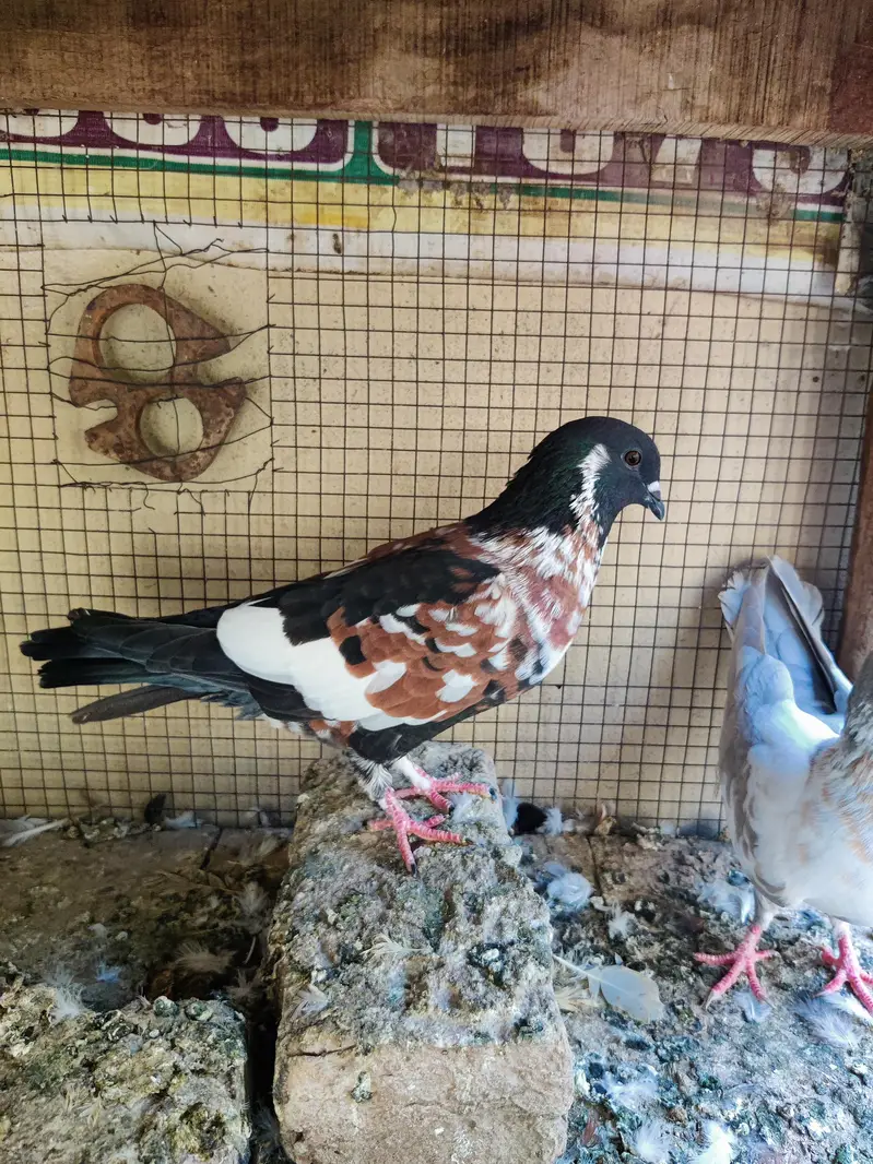 Breeder Pair for Sale — photo 3