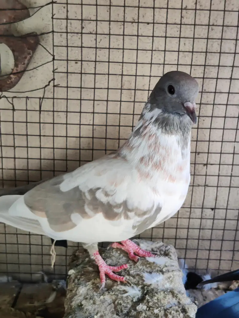 Breeder Pair for Sale — photo 4