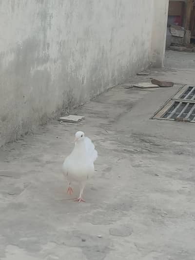Lakha pigeon ka baby hy beautiful pigeon hy