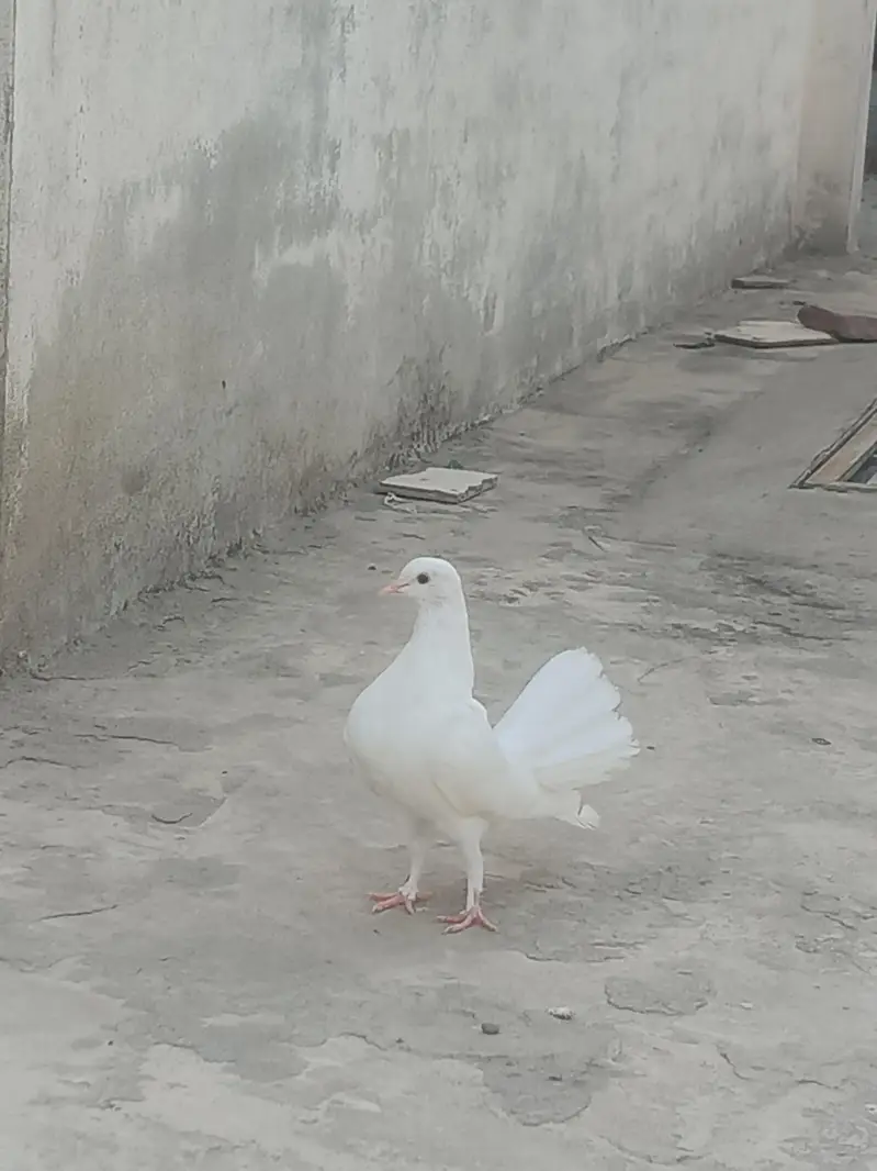 Lakha pigeon ka baby hy beautiful pigeon hy — photo 2