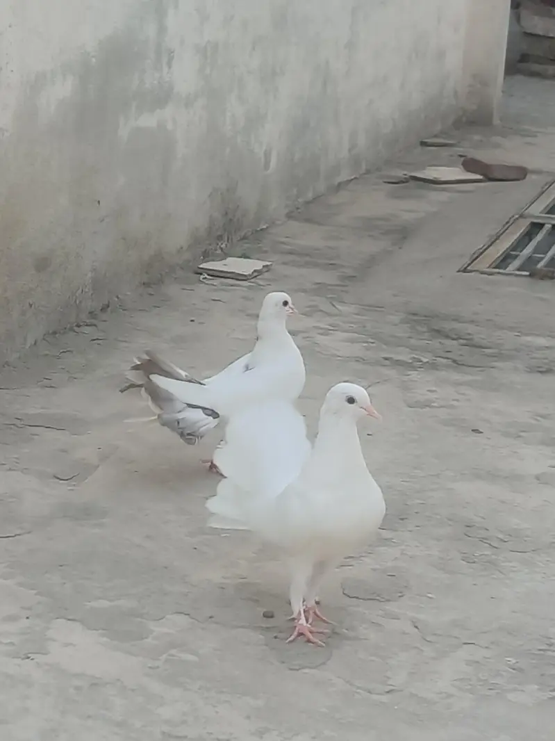 Lakha pigeon ka baby hy beautiful pigeon hy — photo 3