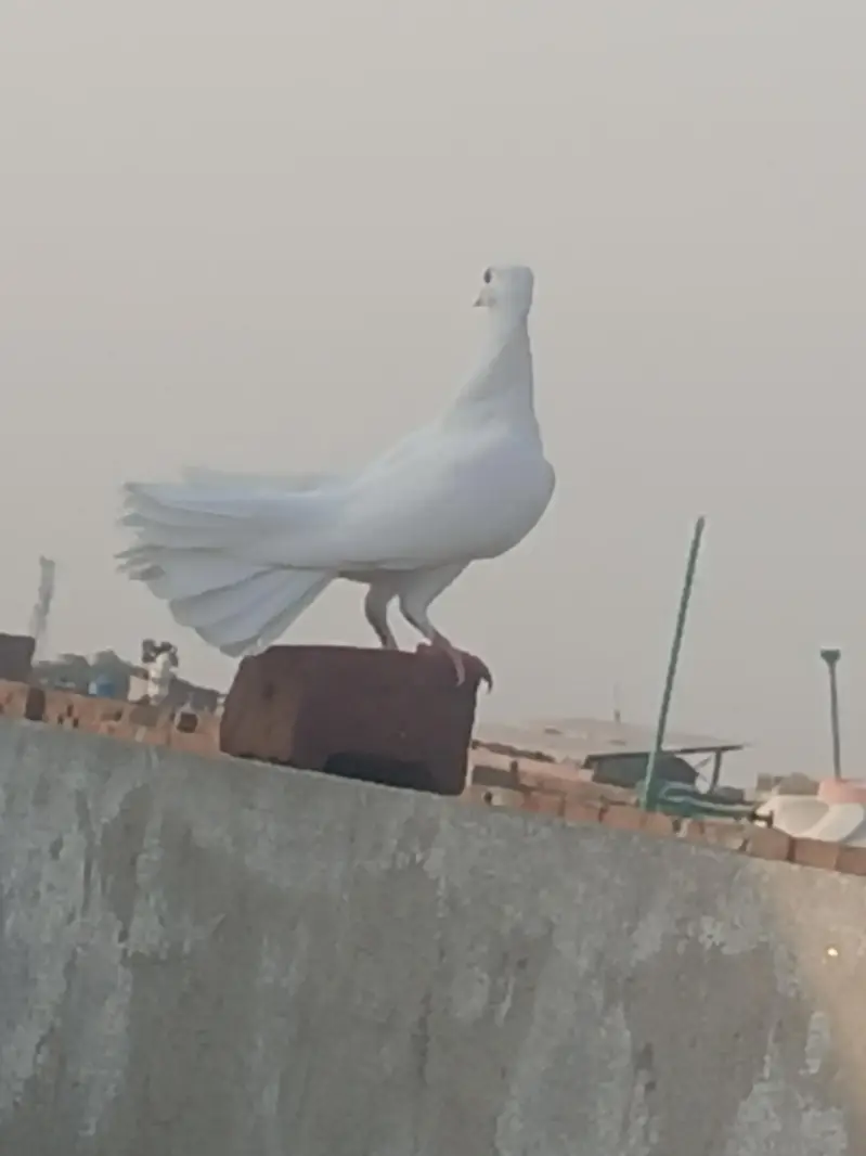 Lakha pigeon ka baby hy beautiful pigeon hy — photo 4