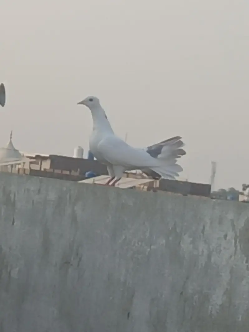 Lakha pigeon ka baby hy beautiful pigeon hy — photo 5