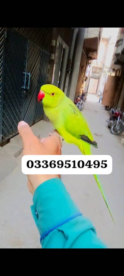 parrot for sale