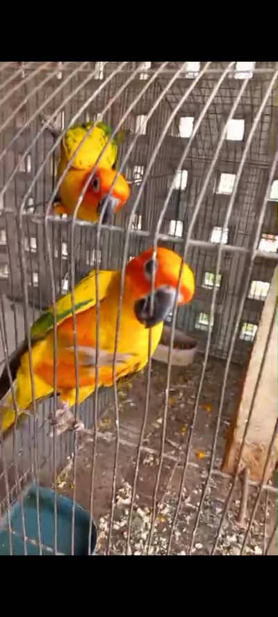sun conure breeder female 45k each