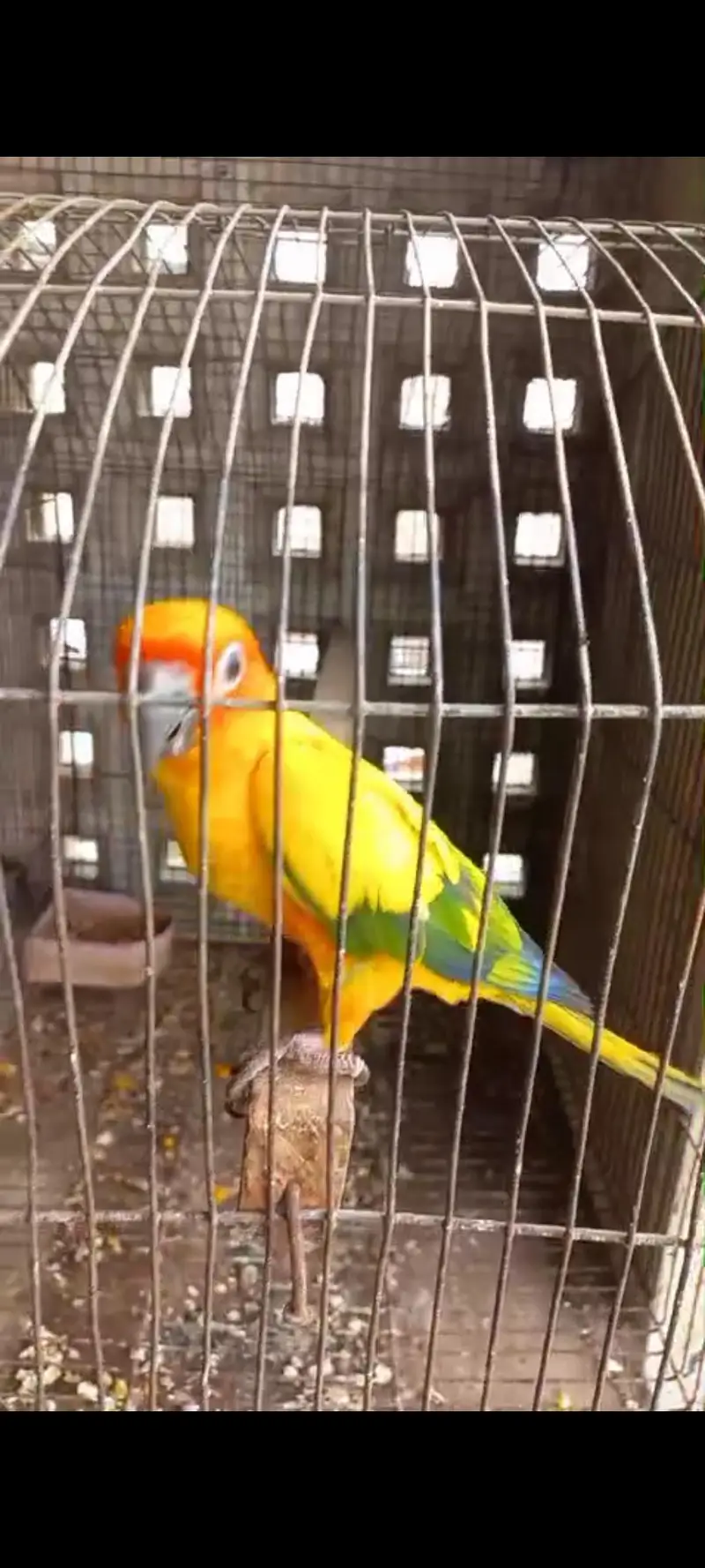 sun conure breeder female 45k each — photo 2
