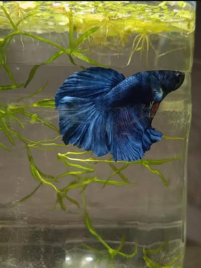 Betta fish imported quality