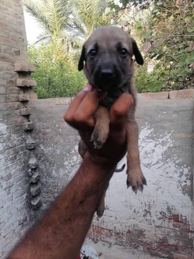 alsatian bagiyari Male pup
