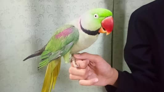 Raw parrot male for sale