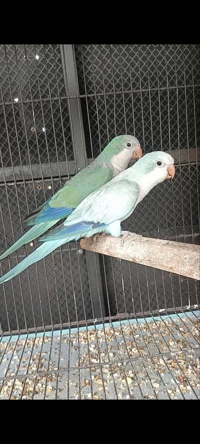 monk parakeet DNA bredar pair
