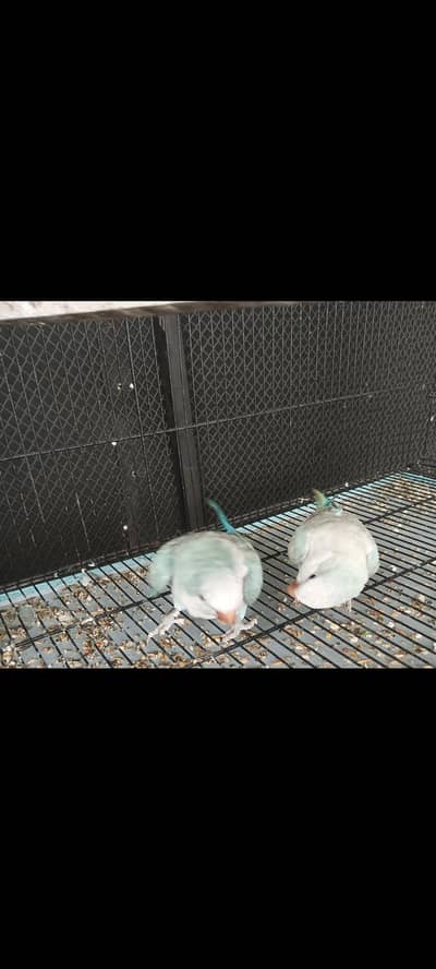 monk parakeet quaker DNA bredar pair