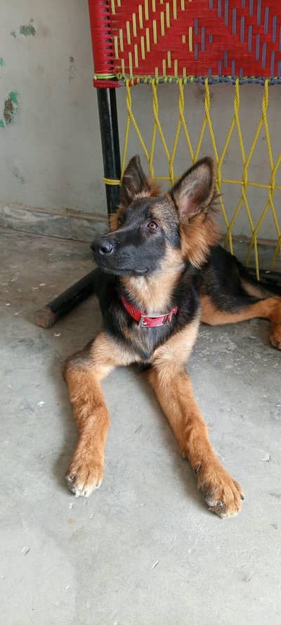 german shepherd