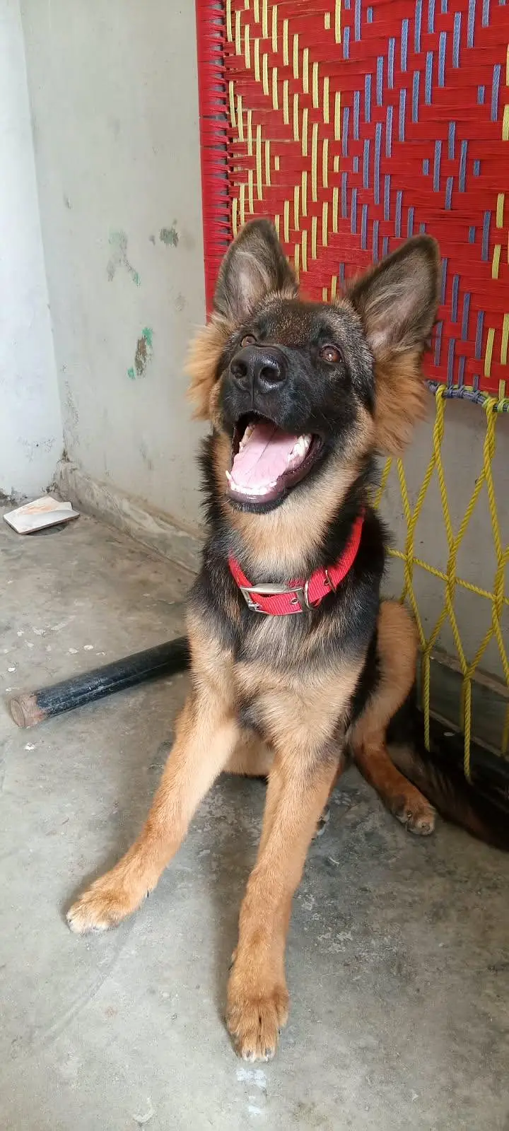 german shepherd — photo 2