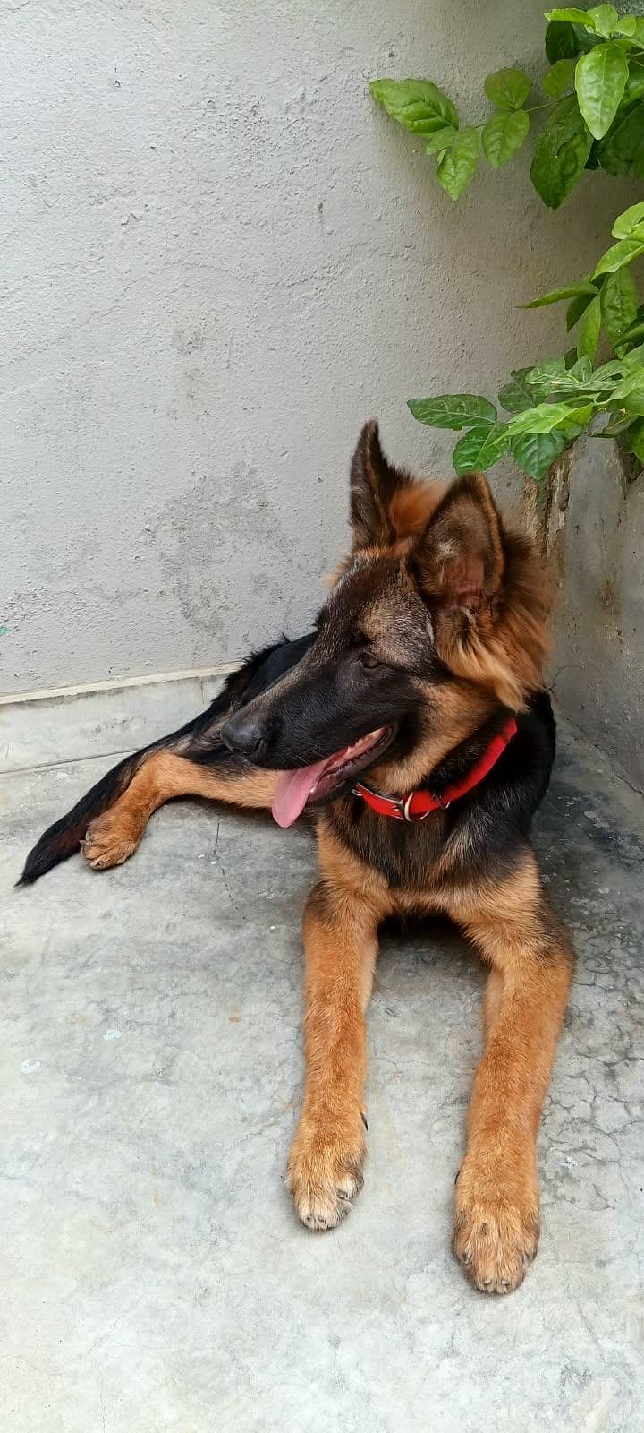 german shepherd 2