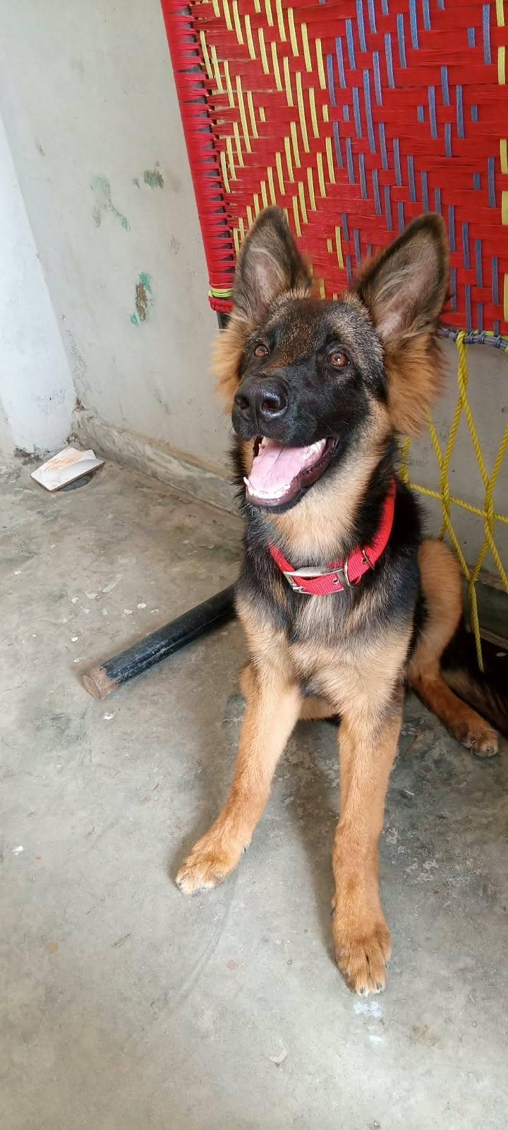 german shepherd 3