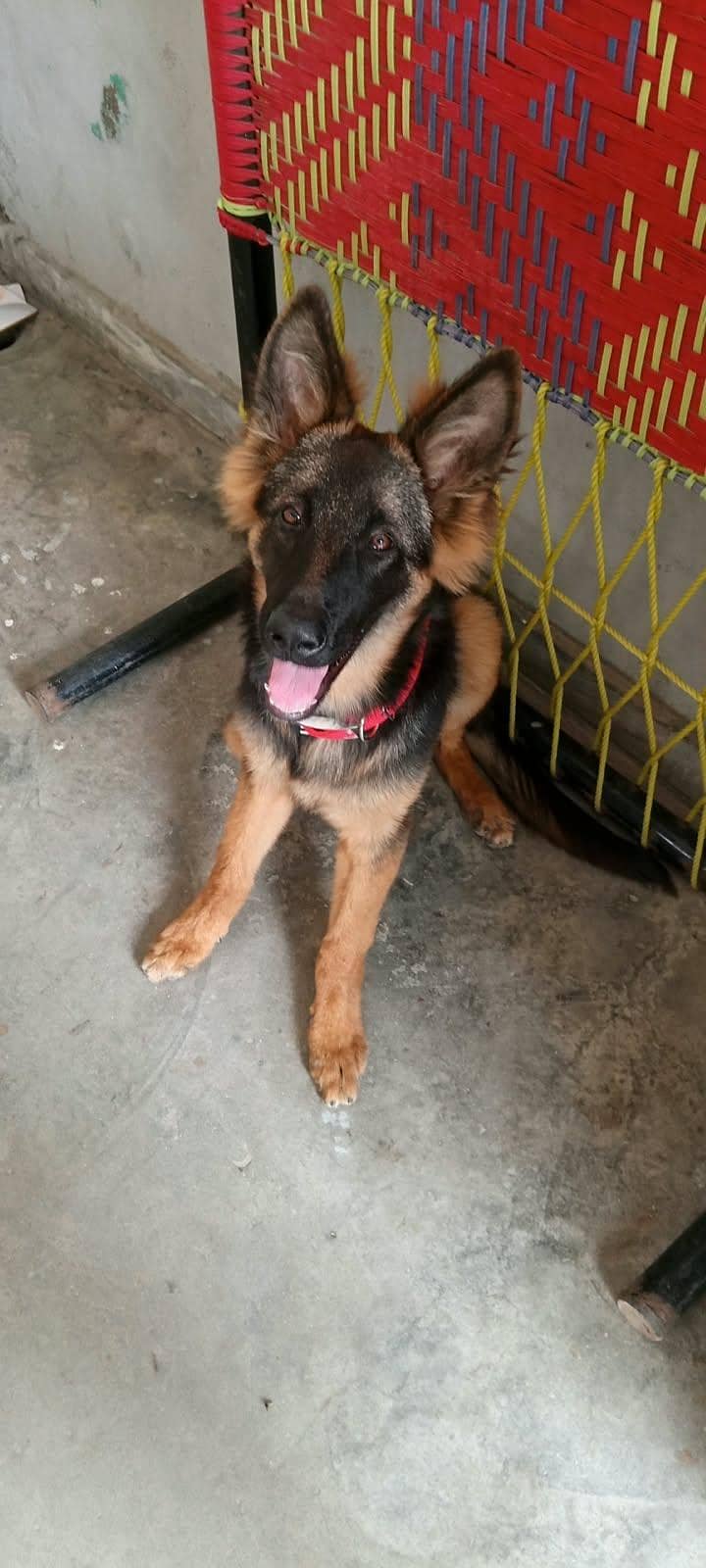 german shepherd 4