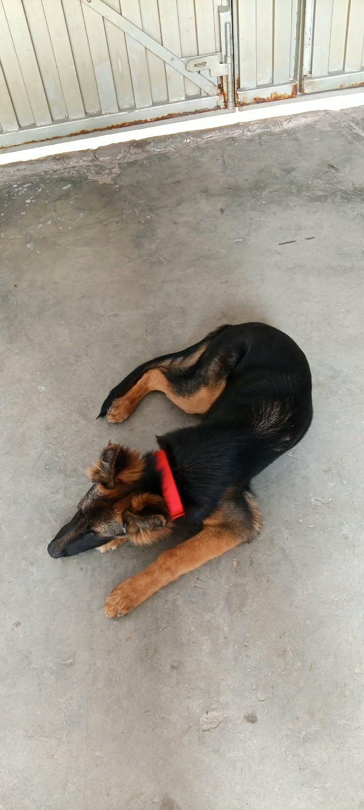 german shepherd 5