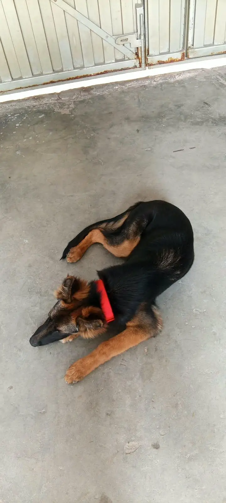 german shepherd — photo 6