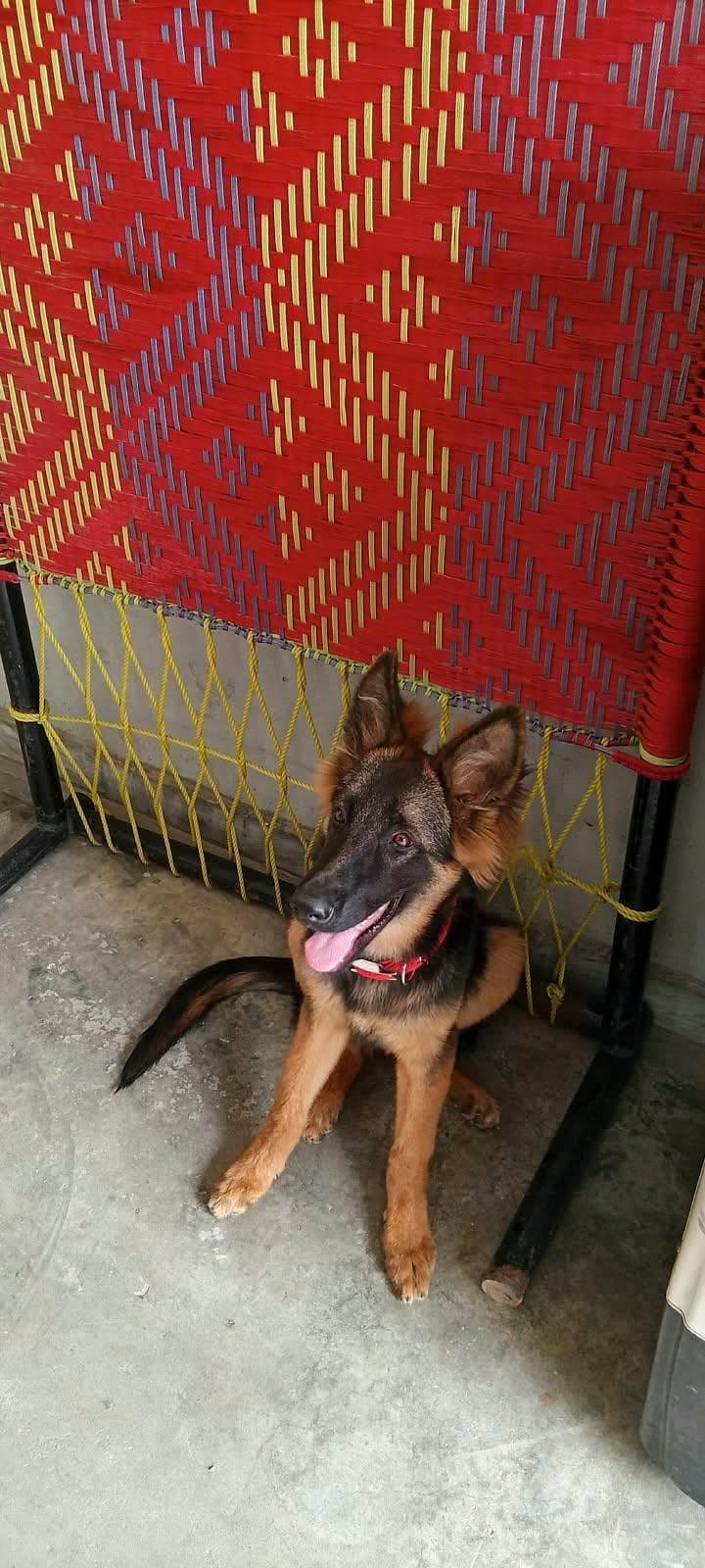 german shepherd 6