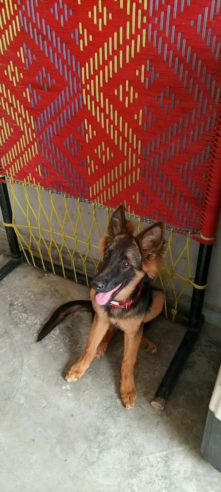 german shepherd — photo 7