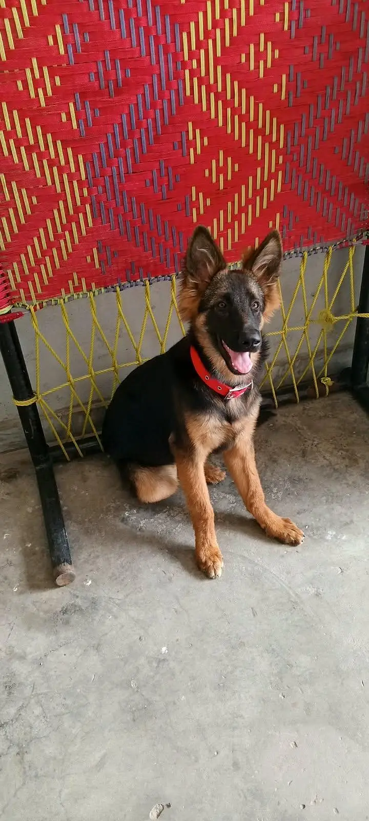german shepherd — photo 8
