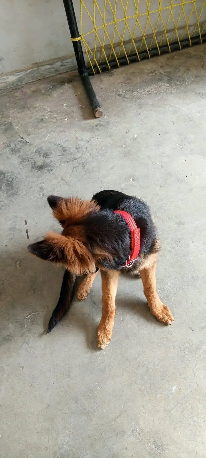 german shepherd — photo 9