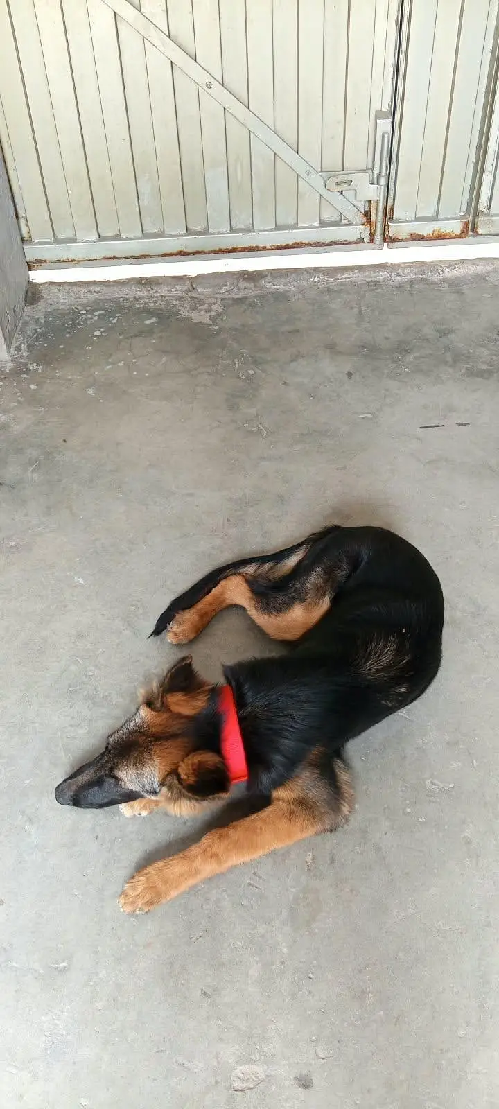 german shepherd — photo 10
