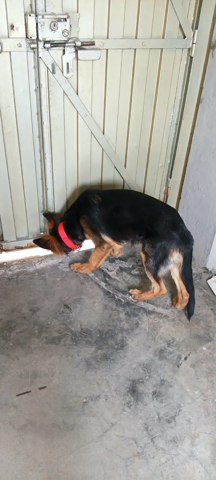 german shepherd — photo 11