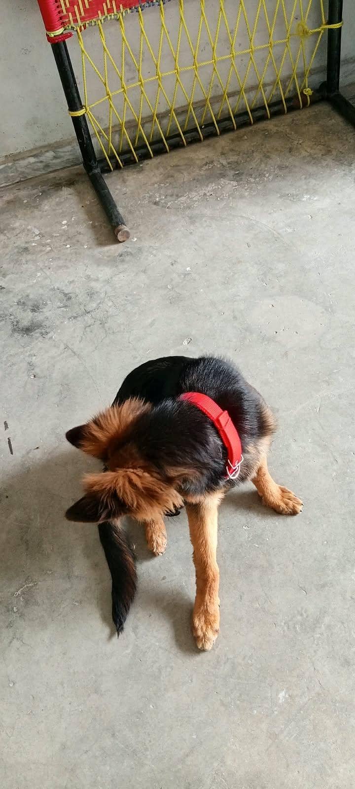 german shepherd 11