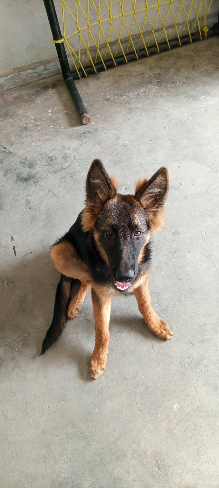 german shepherd 12