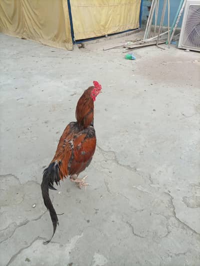 aseel male breeder