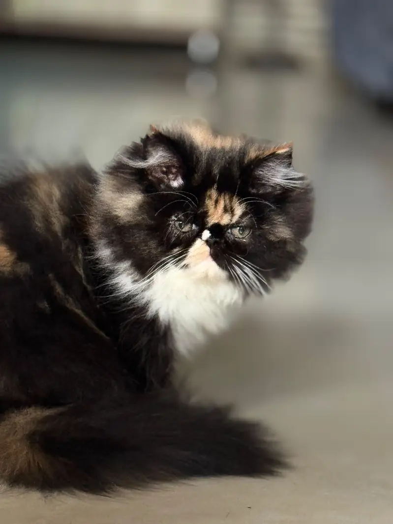 Pure Persian Extreme Punch Female — photo 2