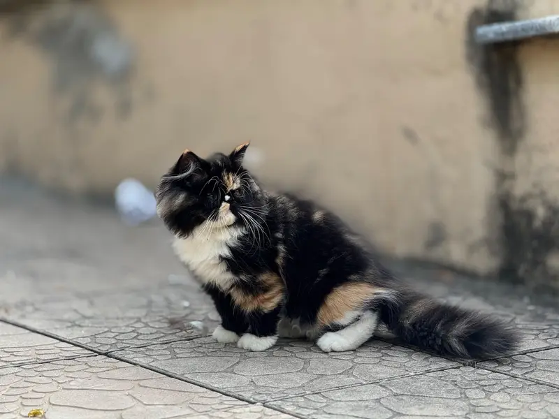 Pure Persian Extreme Punch Female — photo 3