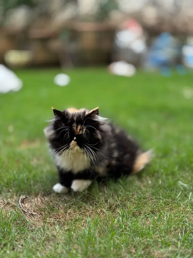Pure Persian Extreme Punch Female — photo 4