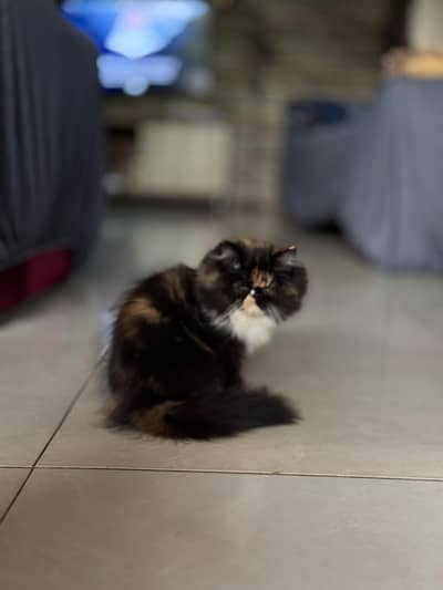 Pure Persian Extreme Punch Female