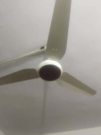 royal Fan in good condition