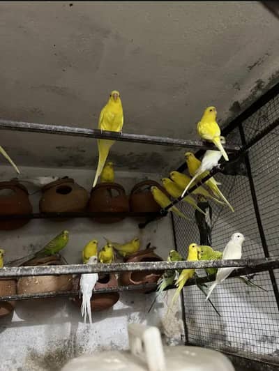 Raw parrot fol sale
