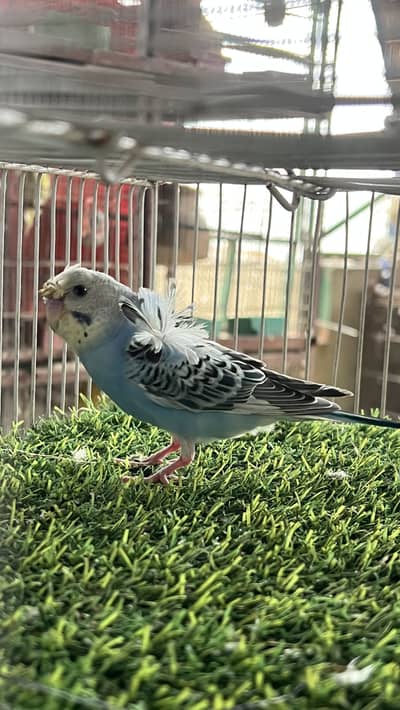 Hagoromo & King Budgies⁠