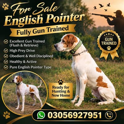 English Pointer fully trained