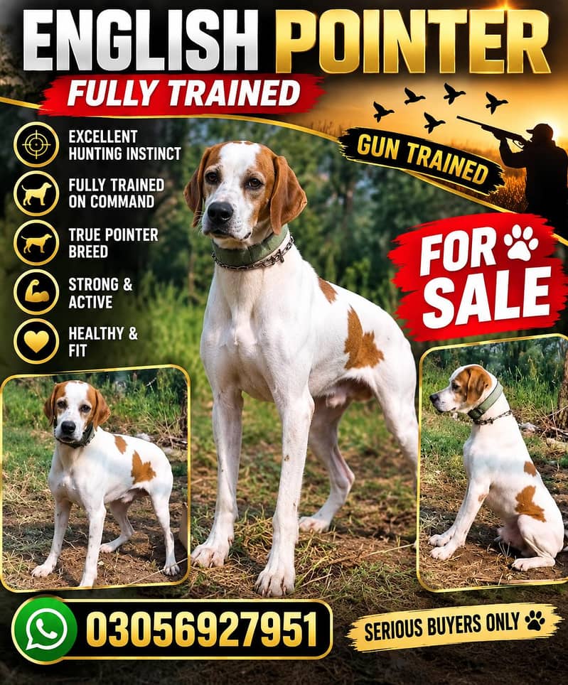 English Pointer fully trained 1