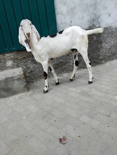 betal and Rajan pori Bakri 2dnt