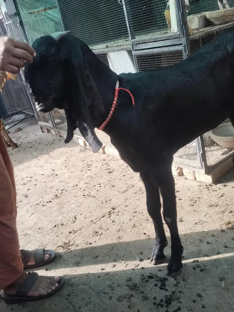 betal and Rajan pori Bakri 2dnt — photo 2