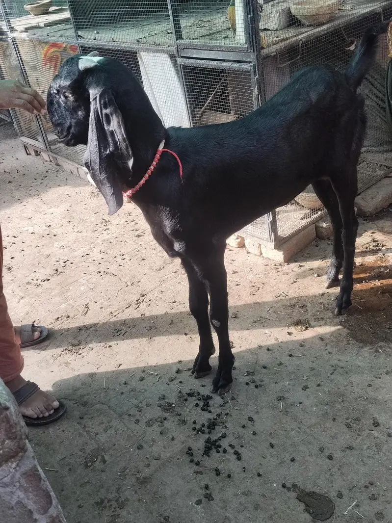 betal and Rajan pori Bakri 2dnt — photo 3