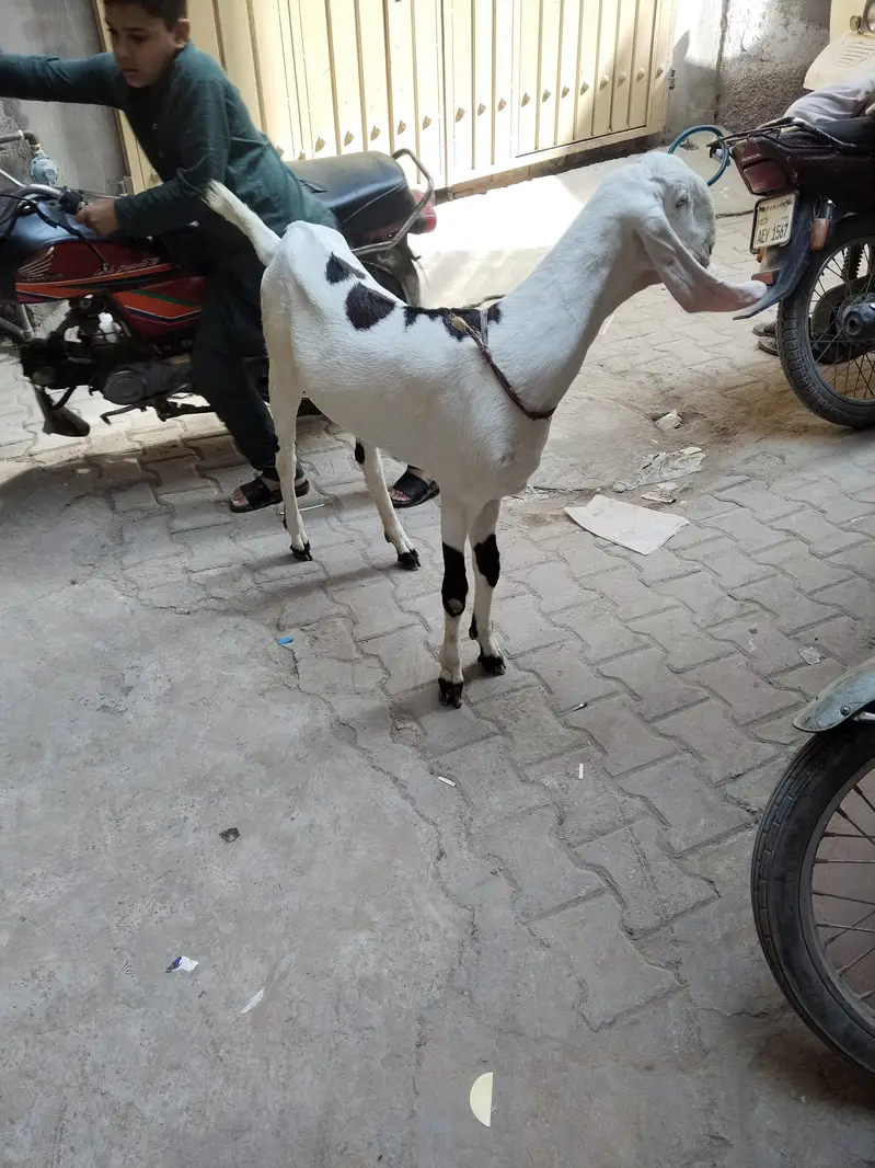 betal and Rajan pori Bakri 2dnt — photo 4