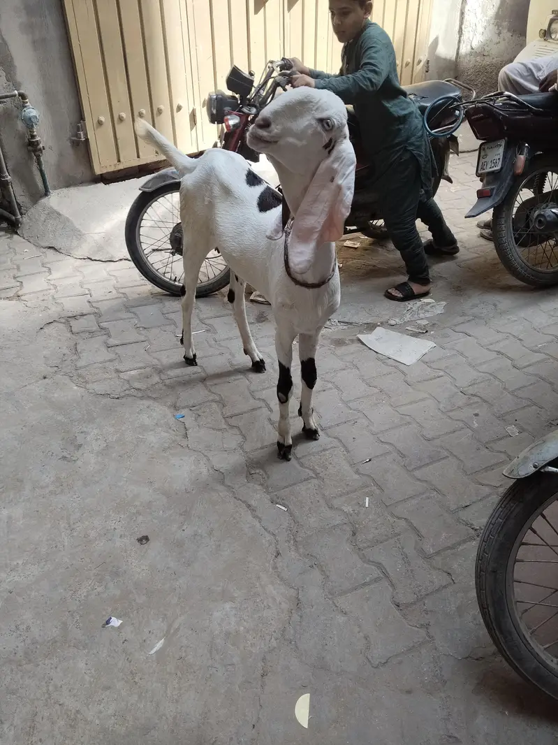 betal and Rajan pori Bakri 2dnt — photo 5