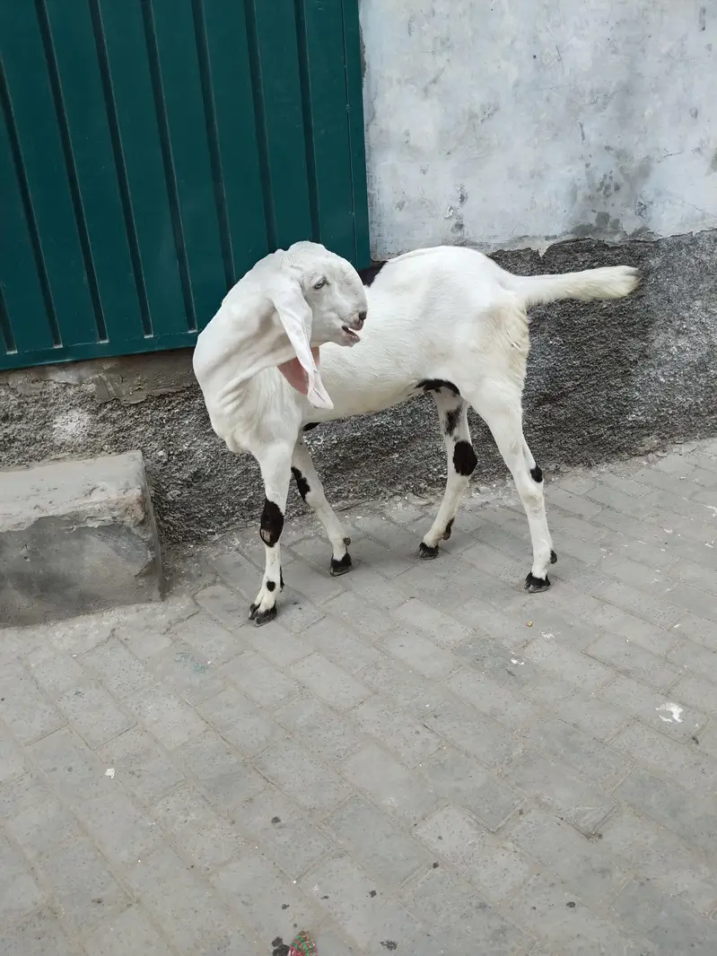 betal and Rajan pori Bakri 2dnt — photo 6