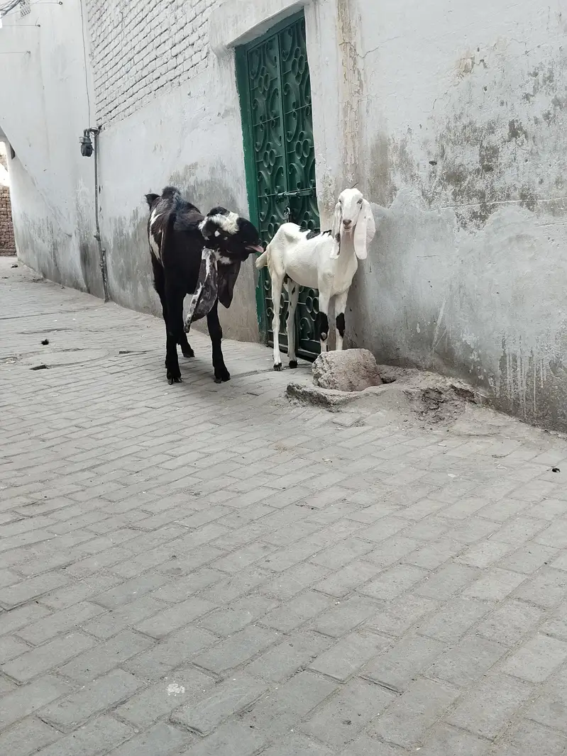 betal and Rajan pori Bakri 2dnt — photo 7