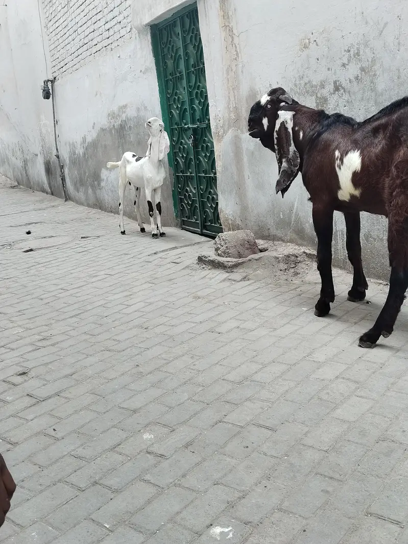 betal and Rajan pori Bakri 2dnt — photo 8