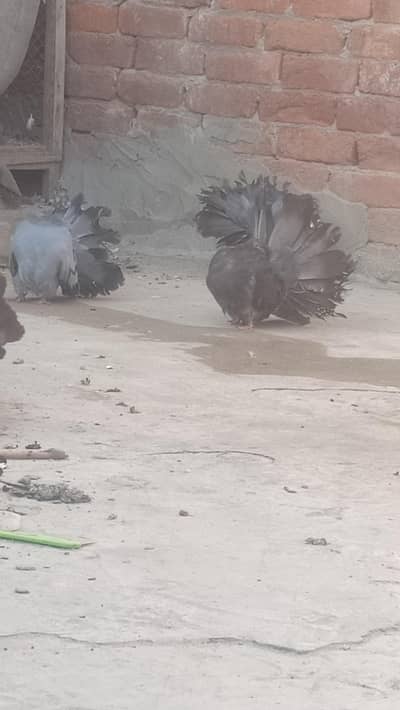 modran fantail baredar pair available