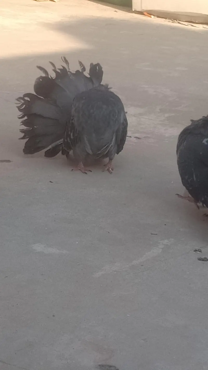 modran fantail baredar pair available — photo 2